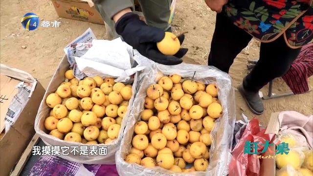 自家种的酸梨,个头大梨味浓,好吃到停不下来!