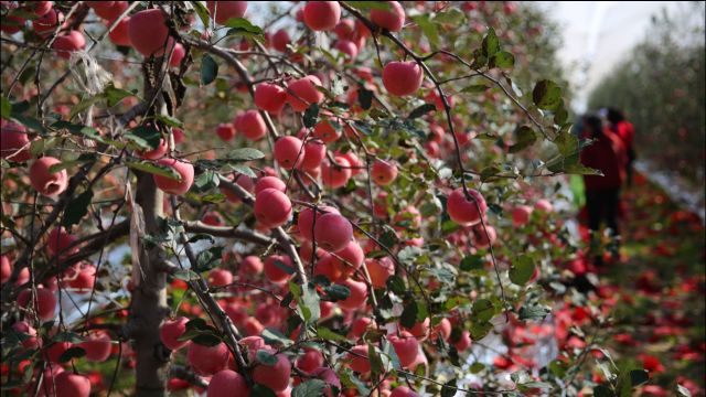 渭南合阳武帝山下苹果红了,8元1斤有机苹果引来众多西安人采摘