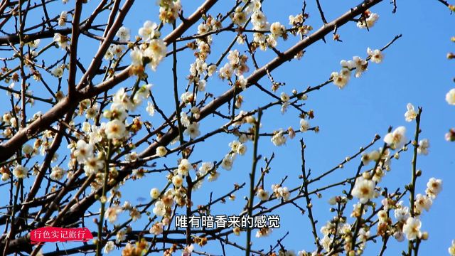 实拍广州萝岗香雪公园,成片的梅花已竞相绽放,赏梅游客人山人海