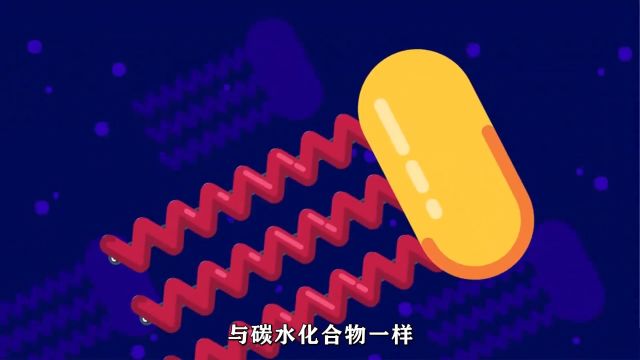 脂肪:细胞中的重要成分与储能物质