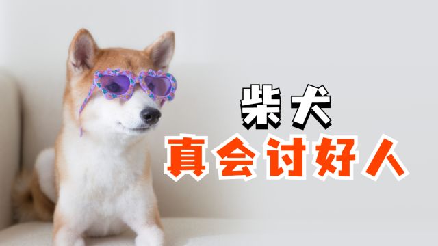 柴犬讨好主人的4种表现,你收到信号了吗?