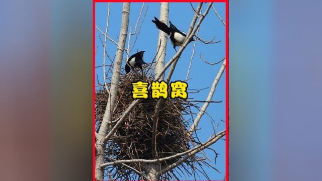 喜鹊窝对材料选择有多挑剔?为了安全,它取下1500多根防鸟刺筑巢