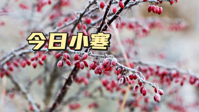 小寒时节花信至,红梅傲雪吐芬芳