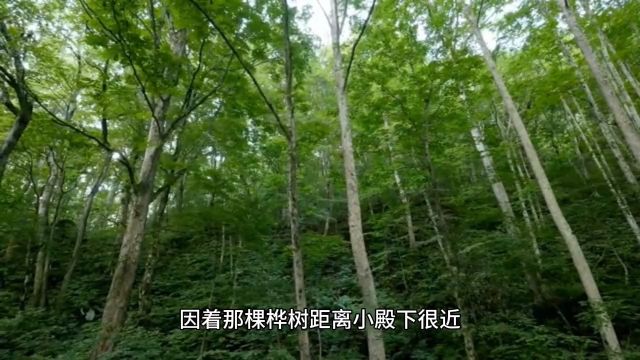 火爆热门精选《云香鬓乱》沈花枝楚墨璃小说全文