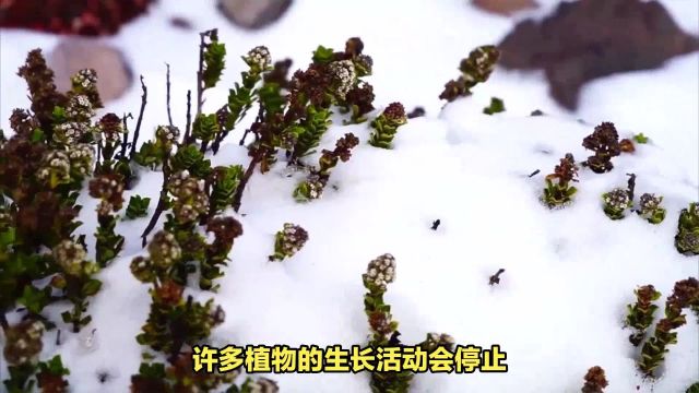 北方的落叶植物:生存策略与过冬方法