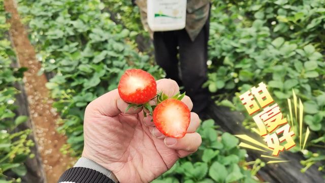 生根剂草莓甘之如饴、每棵草莓挂果量在9个左右,畸形果少,秧子长势好,茎基部粗壮,有一个大拇指那么粗开花结果多,2023.12.18王大哥用夫沃施采法...