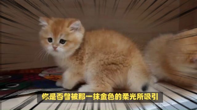 【绝美预警!】金渐层猫咪的神仙颜值,你真的不心动