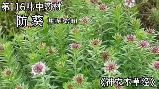 防葵,今天讲讲防葵的故事#民间故事 #防葵 #中医 #中药材 #中草药