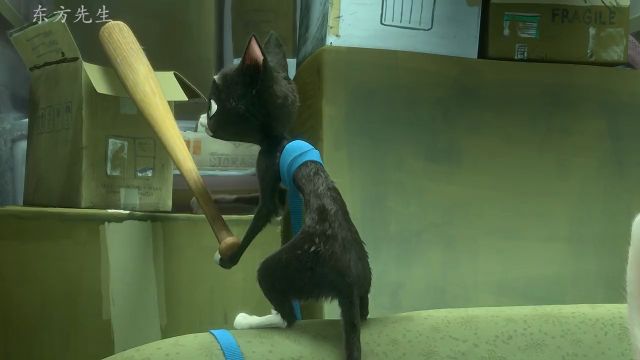 猫狗鼠组合正式成立