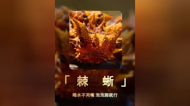 棘蜥:喝水不用嘴,泡泡脚就行!