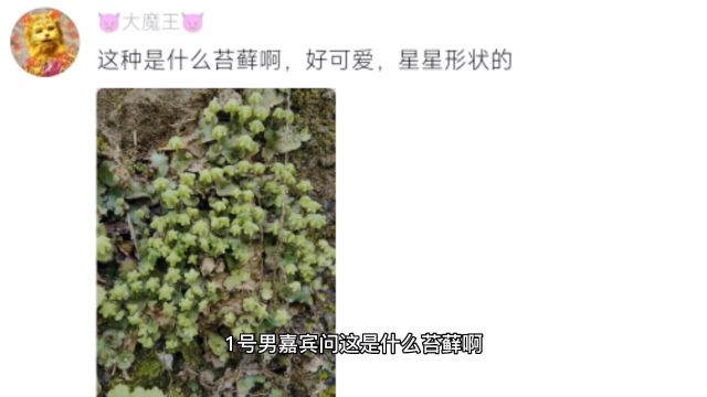 关于我在狐主任评论区偷素材这件事