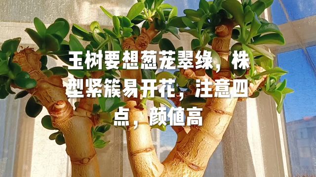 玉树要想葱茏翠绿,株型紧簇,易开花,注意四点,颜值高