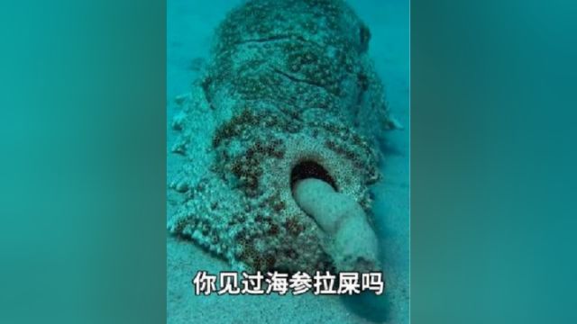 1一坨便便价值数百亿美元?海参便便为啥这么金贵?