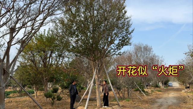 冬天的大型紫薇树骨架奇美,爆花时更是十分惊艳,能开100多天花