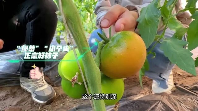 年味渐浓 | 草莓柿子丰富春节“菜篮子”