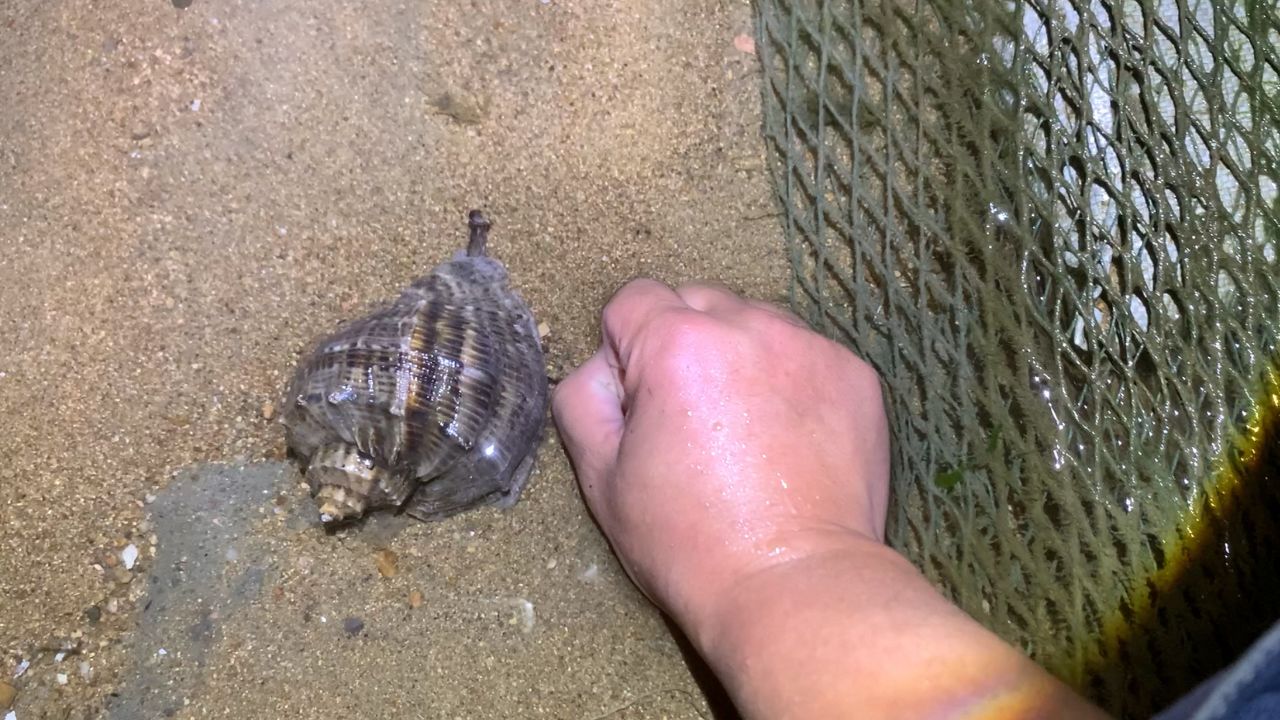 小斗大冷天去赶海,在渔网周围发现海螺窝,有的跟拳头一样大