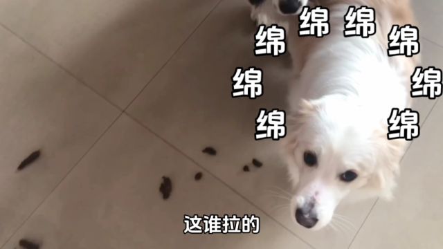 绵绵这是谁拉的