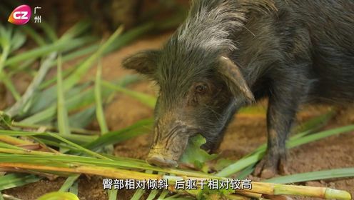 广州广播电视台《揾食珠三角》之《将遇良材》亿腾牧业藏香猪
