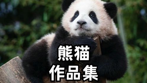 熊猫大大一月熊猫视频集，里面哪个可爱是你喜欢的