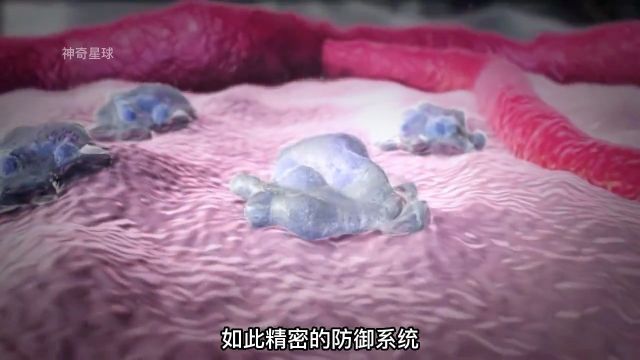 人体免疫系统如何消灭致病菌的?微观世界微生物涨知识病毒致病菌免疫系统白细胞抗体