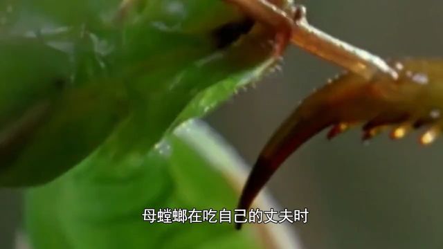 昆虫界的扛把子——螳螂3