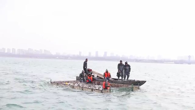 聊城市茌平区:人欢鱼跃庆丰年