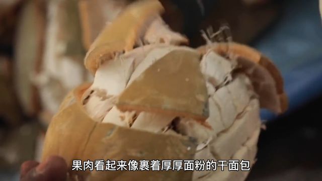 猴面包树究竟有多神奇?养活一棵树,全家人不愁吃喝住