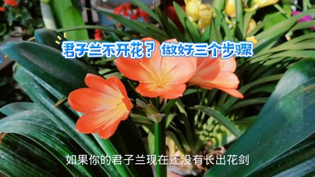 君子兰不开花?做好三个步骤