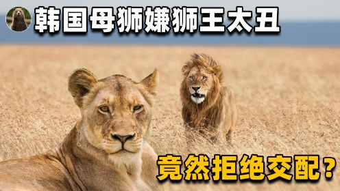 公狮子当上新狮王，却因太丑被后宫母狮嫌弃？最后去找了母老虎？