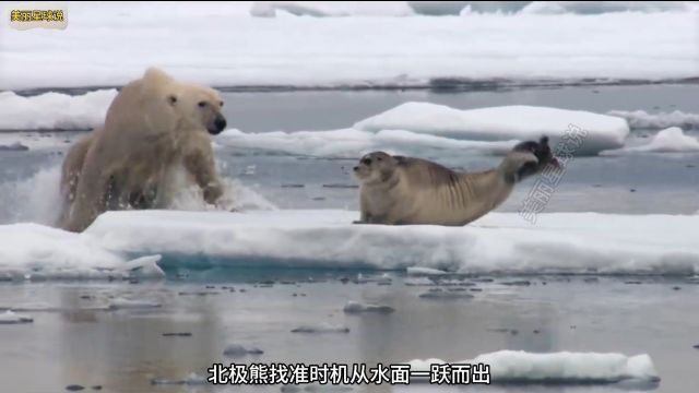 舌尖上的海豹之《北极熊捕食海豹》