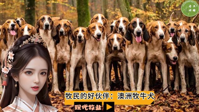 现代牧业之——牧民的好伙伴:澳洲牧牛犬(老王讲糖系列视频)