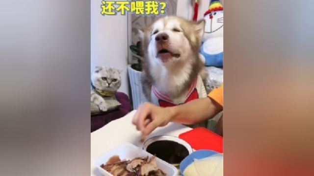 挑剔的阿拉斯加犬