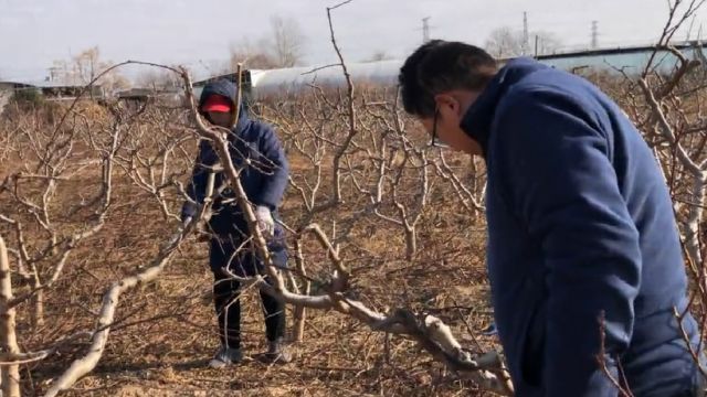 欣赏桃树修剪艺术,品位岁月静好,品评修剪法,感受心领平静