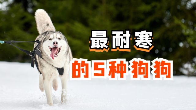 盘点狗界中“最耐冻”的几种狗,松狮犬是个“大人物”!