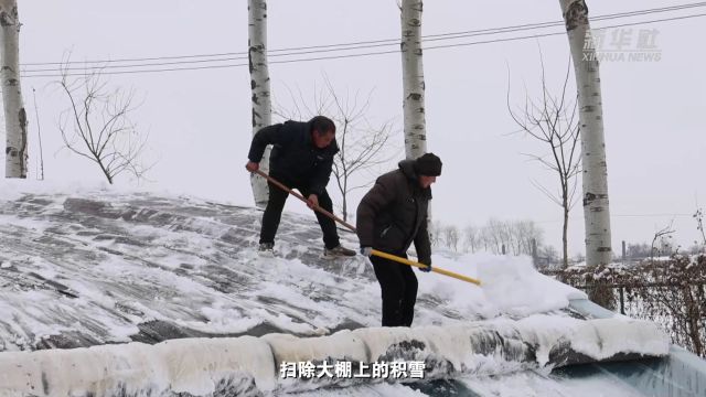 新春走基层|河北石家庄:雨雪来袭 大棚生产有保障