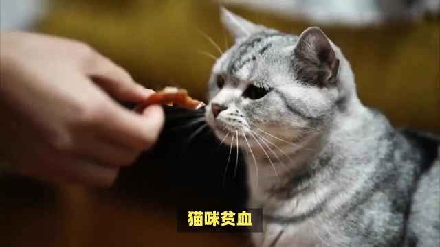 兽医说猫咪有这些行为,证明贫血了,想快速补血这么吃才是正确的