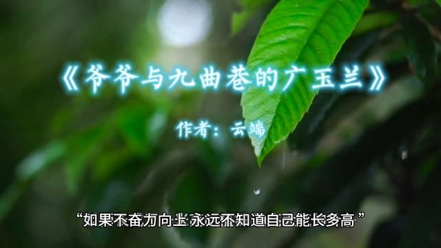 云端原创散文《爷爷与九曲巷的广玉兰》