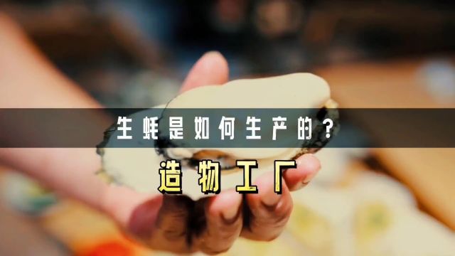 生蚝是如何长成的?工厂又是怎么处理生蚝肉的?#冷知识#