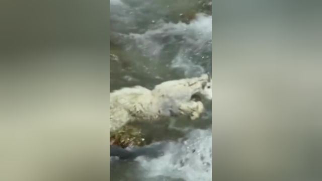 小羊出生在与世隔绝的悬崖峭壁刚出生没几天就要面对生死考验纪录片北美大地生命的力量