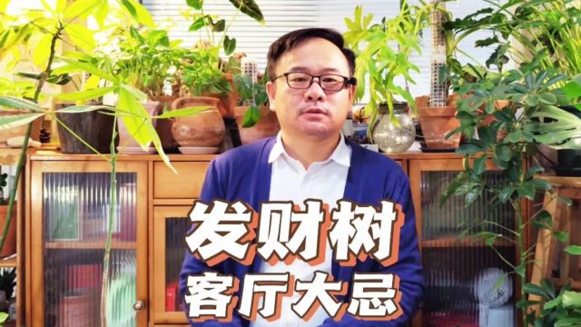 发财树放客厅大忌:注意避开5件事