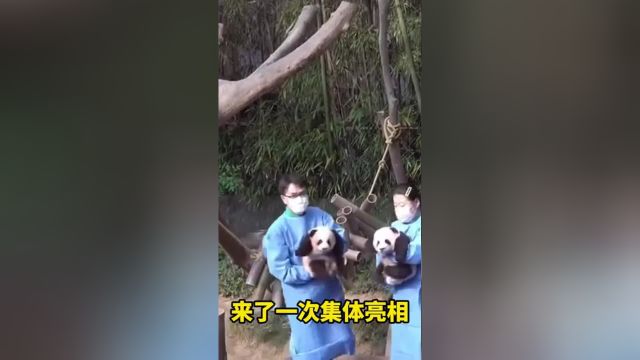 爱宝:以后要打两个费头子了大熊猫福宝大熊猫爱宝来这吸熊猫