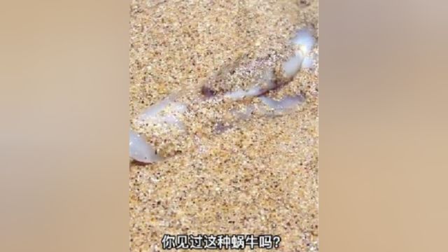 没眼睛而且还会冲浪的蜗牛你见过吗?