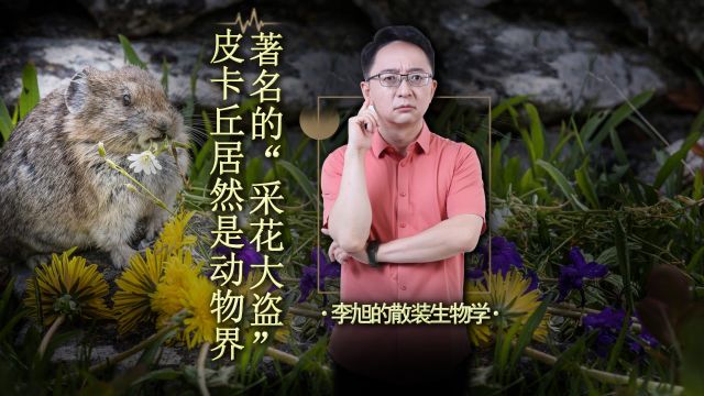 陪伴很多人童年的皮卡丘,居然是动物界著名“采花大盗”