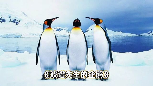 一口气看完电影波谱先生的企鹅