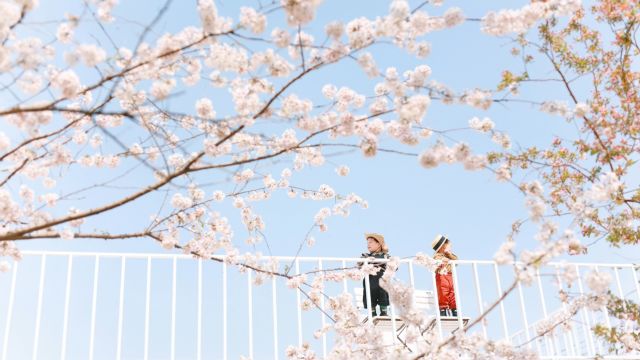 切分音农场樱花摄影