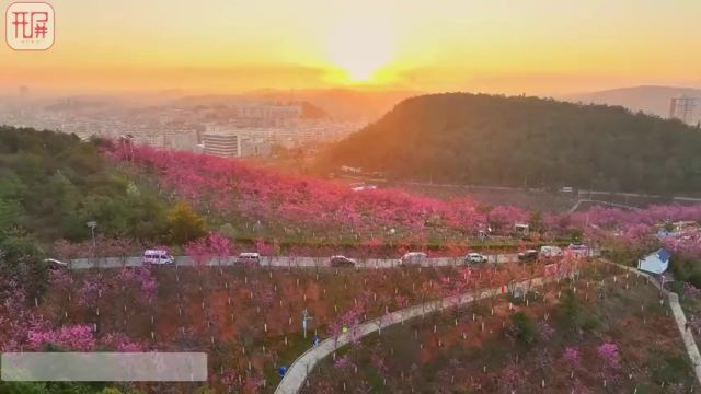 曲靖马龙樱花节盛大开幕