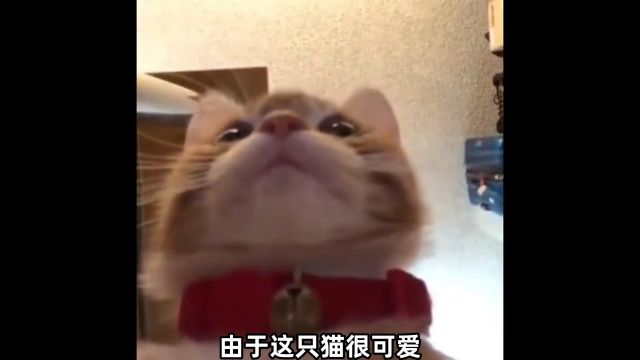 歪嘴小猫出自哪里?最后一个是王炸 歪嘴小猫 表情包