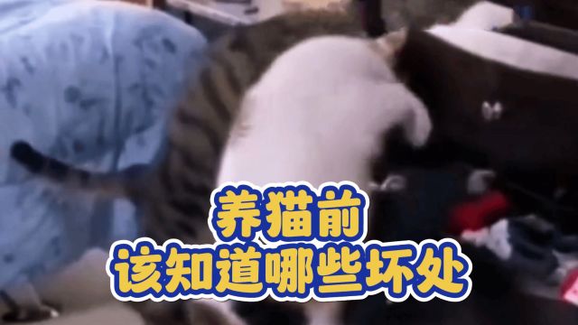 养猫的十大坏处,养猫前必看!