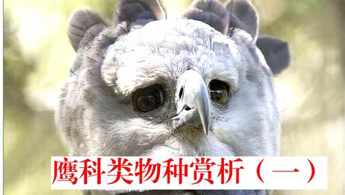4K动物世界鹰科类物种赏析(一)猛禽 鹰 雕鹞鵟兀鹫_高清1080P在线观看平台_腾讯视频