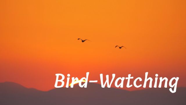 人教精通六上Fun FactsBirdWatching(1)